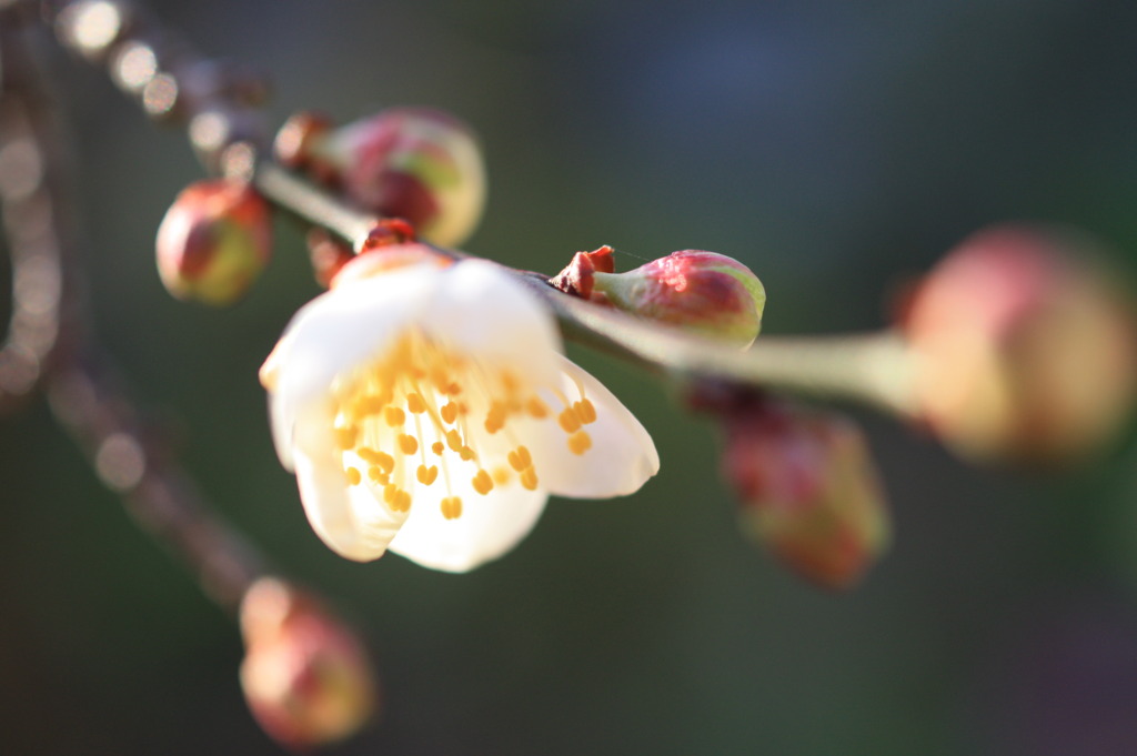 蕾から花へ