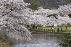 花曇の午後