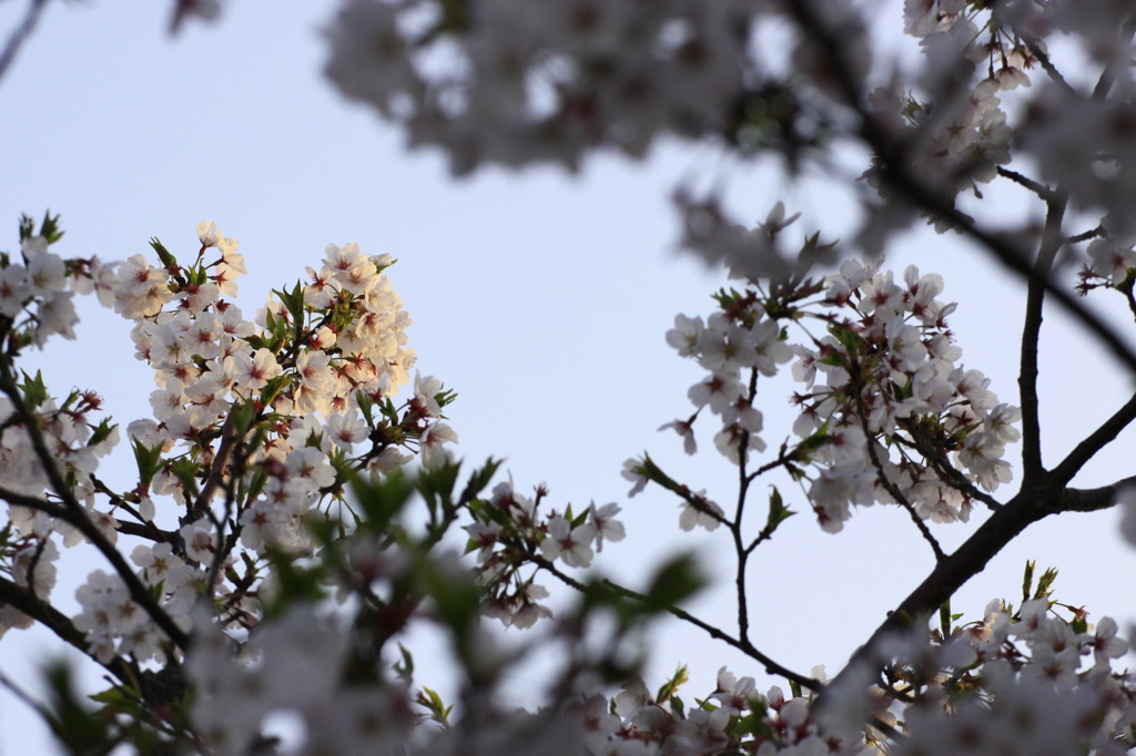 早朝桜