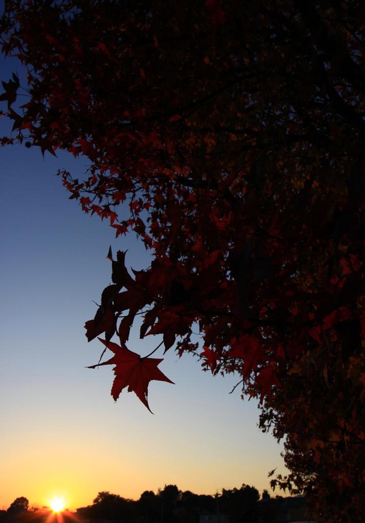 照らされる紅葉