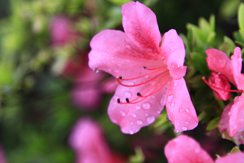 梅雨入り