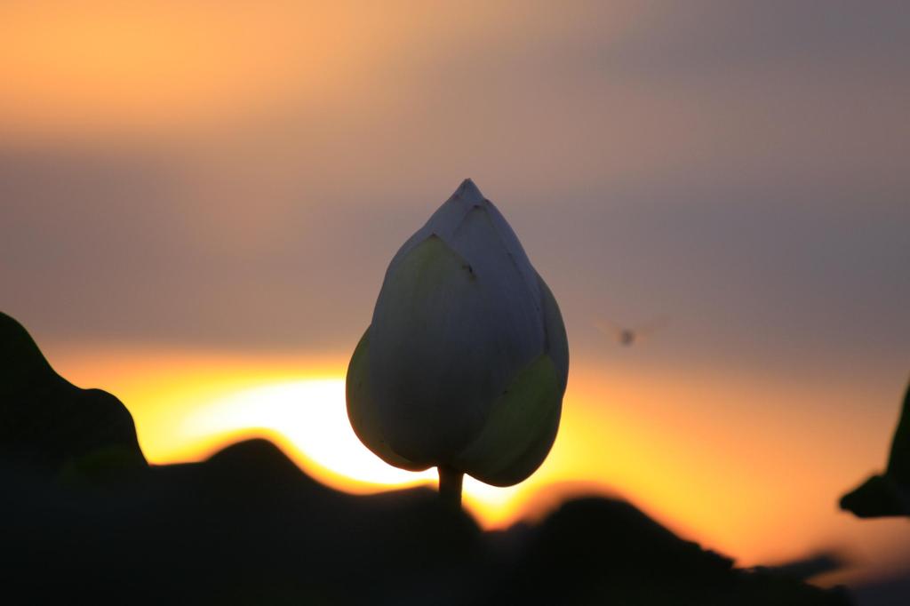 夕暮れトンボ