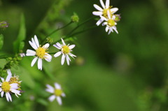 野の花