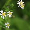 野の花