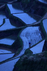 雨中の田植え