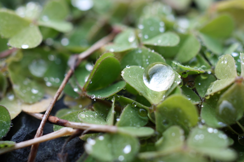 雨の贈り物