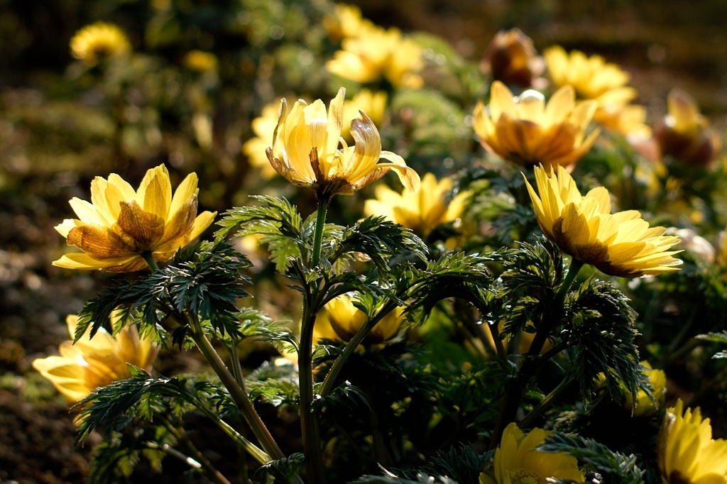 Spring has come.