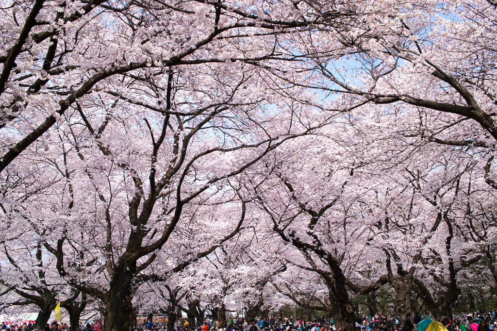 Hanami
