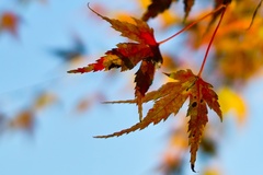 a pair of autumn