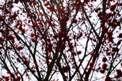 梅