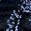 桜2