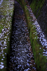 桜-2011-3