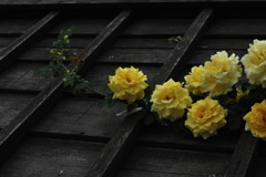 伊香保の薔薇
