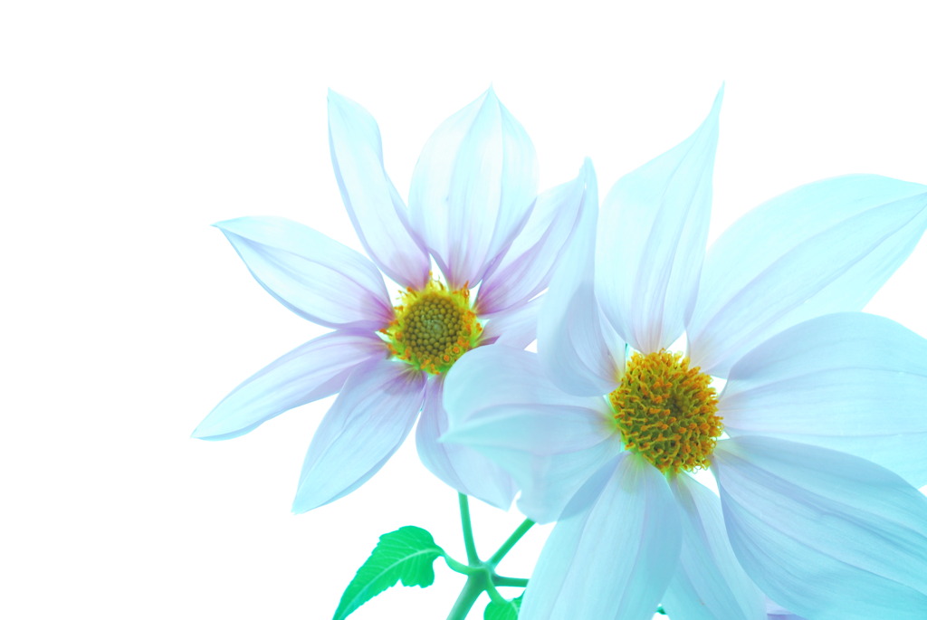 おまえはダリヤ（極寒）