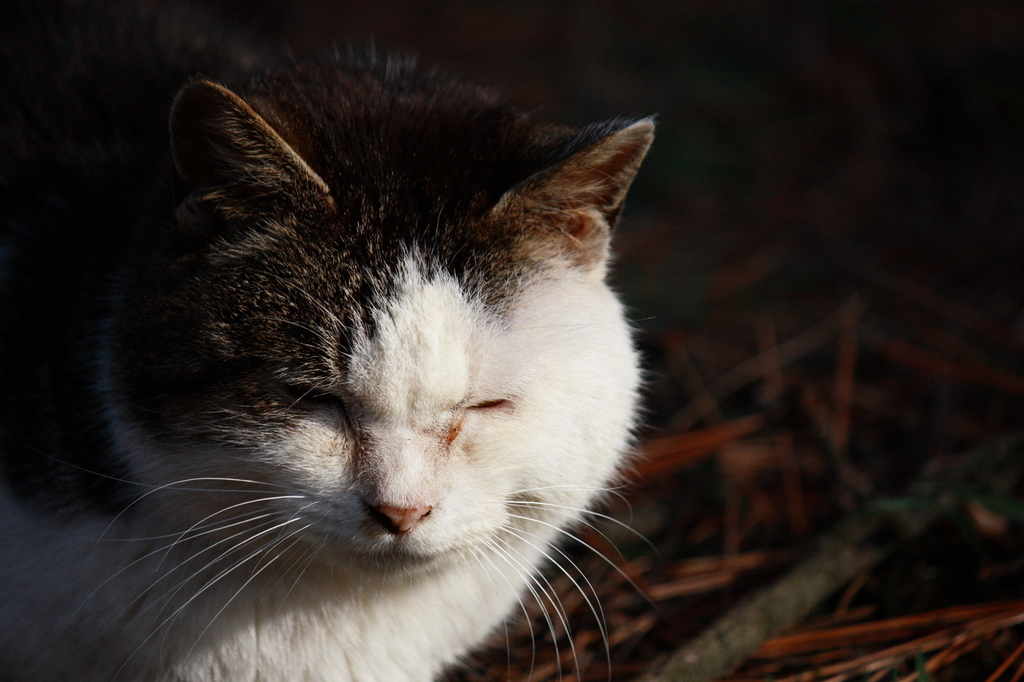 ねこ