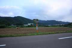 田舎には