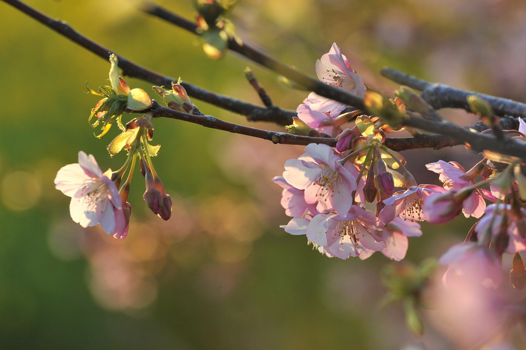 桜と菜の花、春の日差し