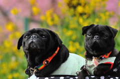 桜、菜の花、そして愛犬