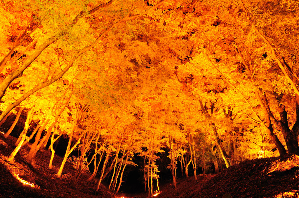 一面紅葉