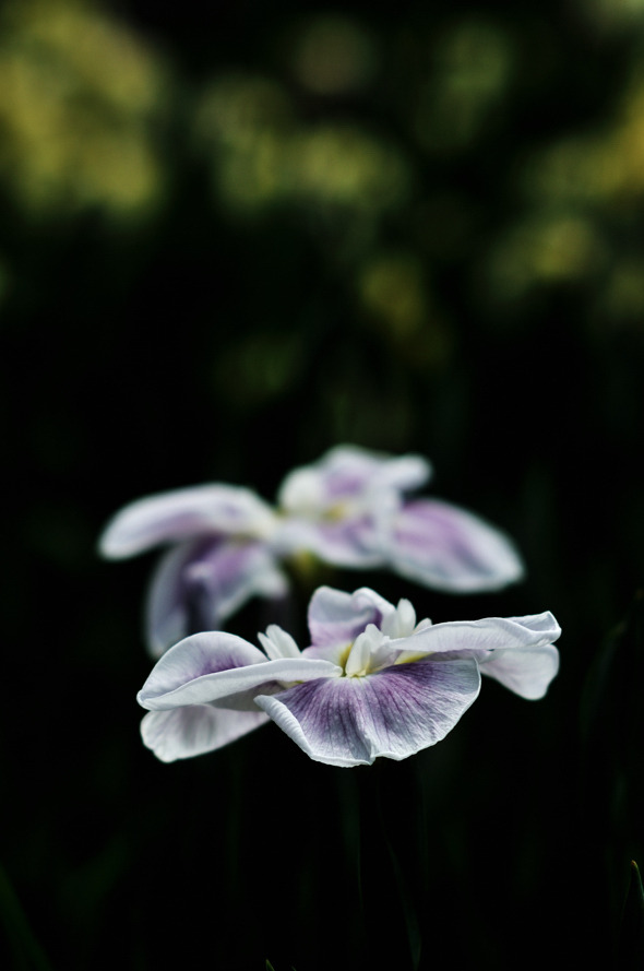 白い菖蒲