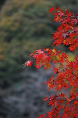 今年初の紅葉狩り