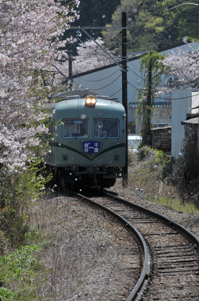 桜トンネル