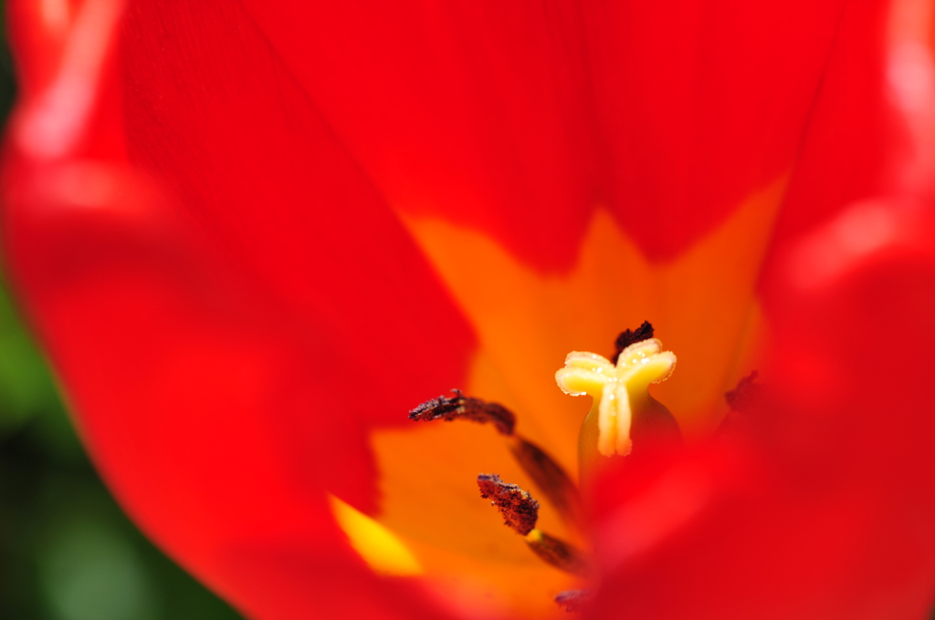 蜜