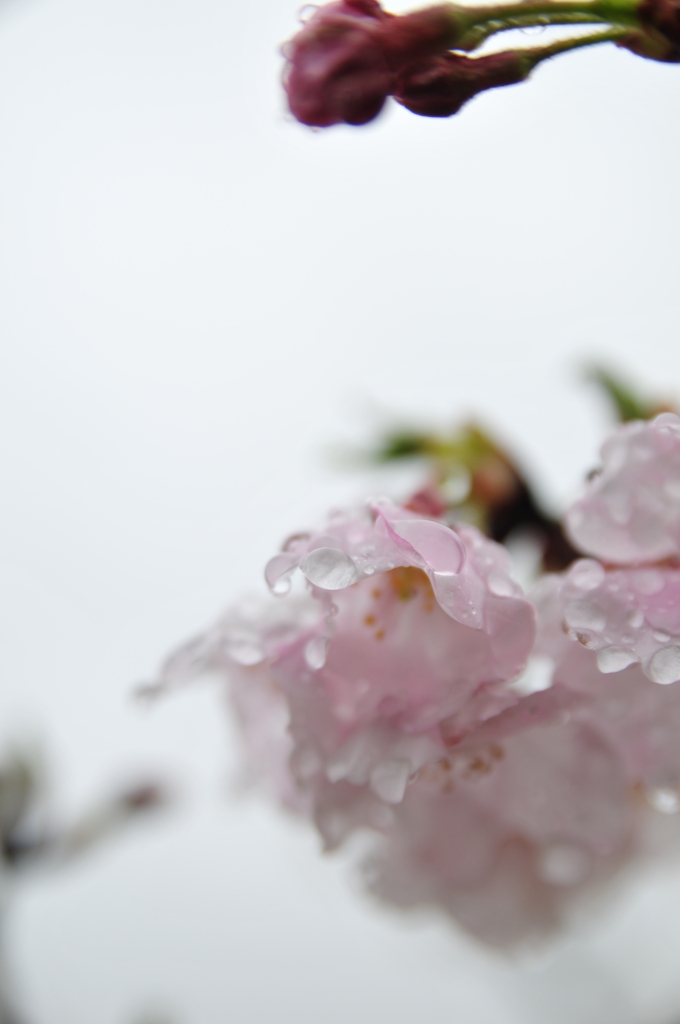 雫
