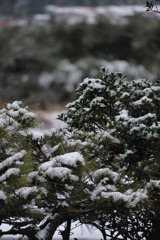 庭先の雪