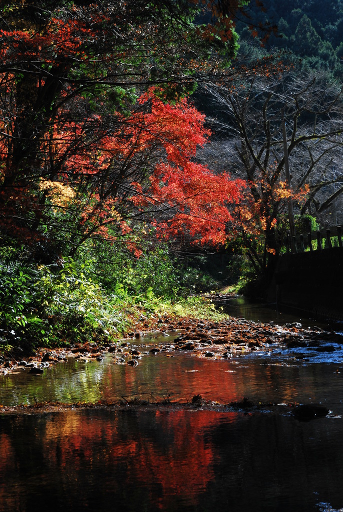 お国神社の紅葉