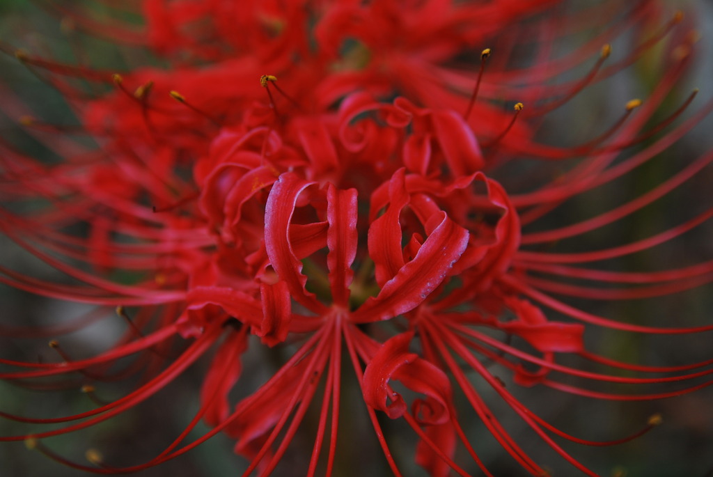 彼岸花2