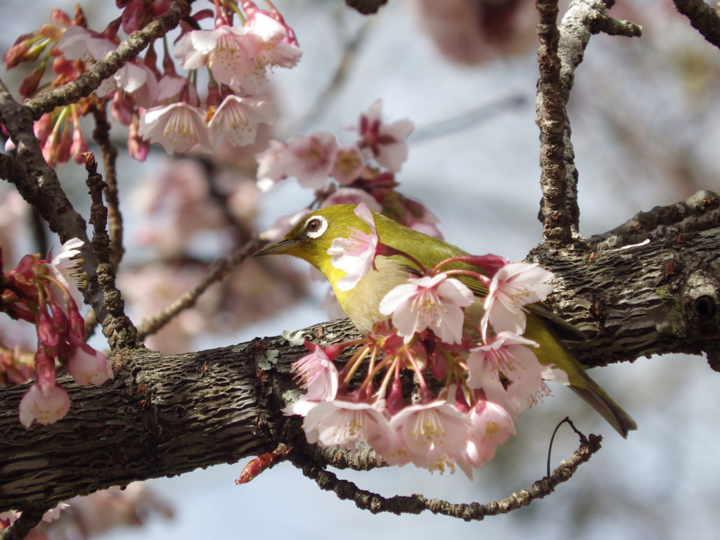 寒桜に遊ぶ？