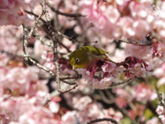 寒桜に遊ぶ？