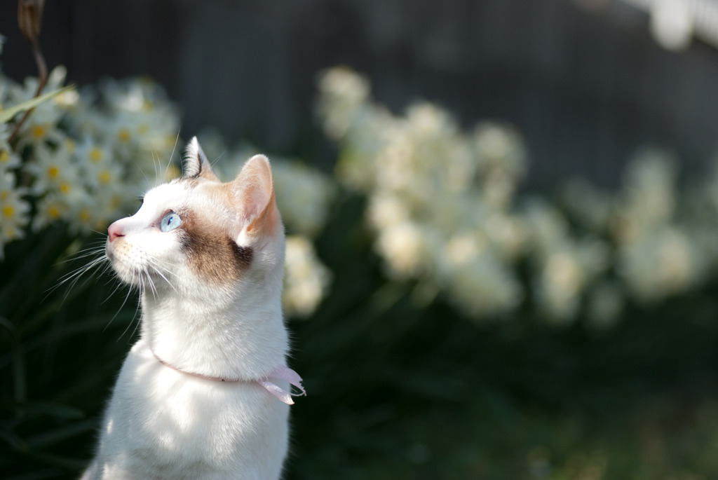 水仙猫