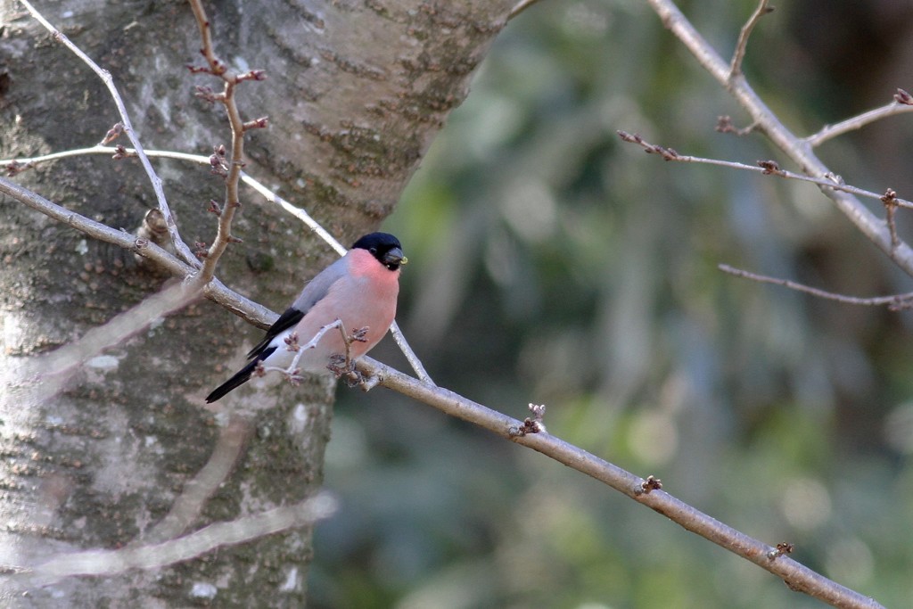ウソ♂