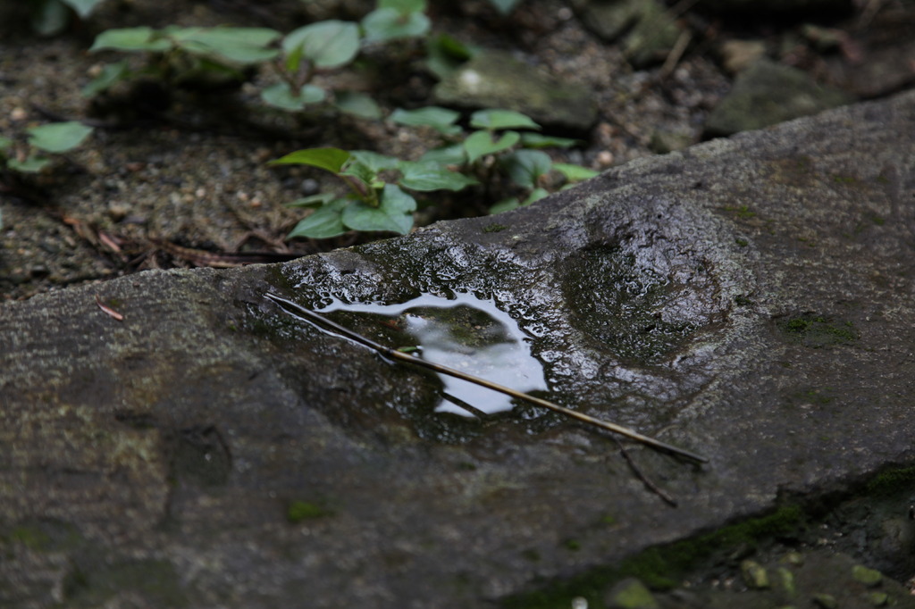 雨水