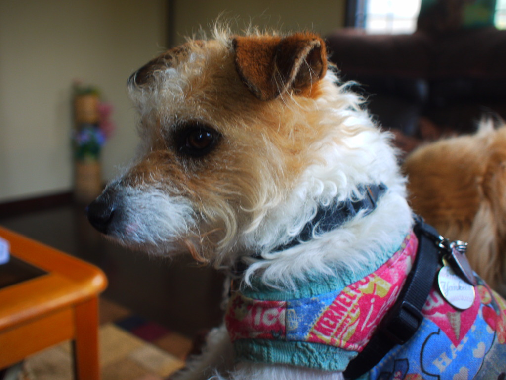 カラフルトトロ