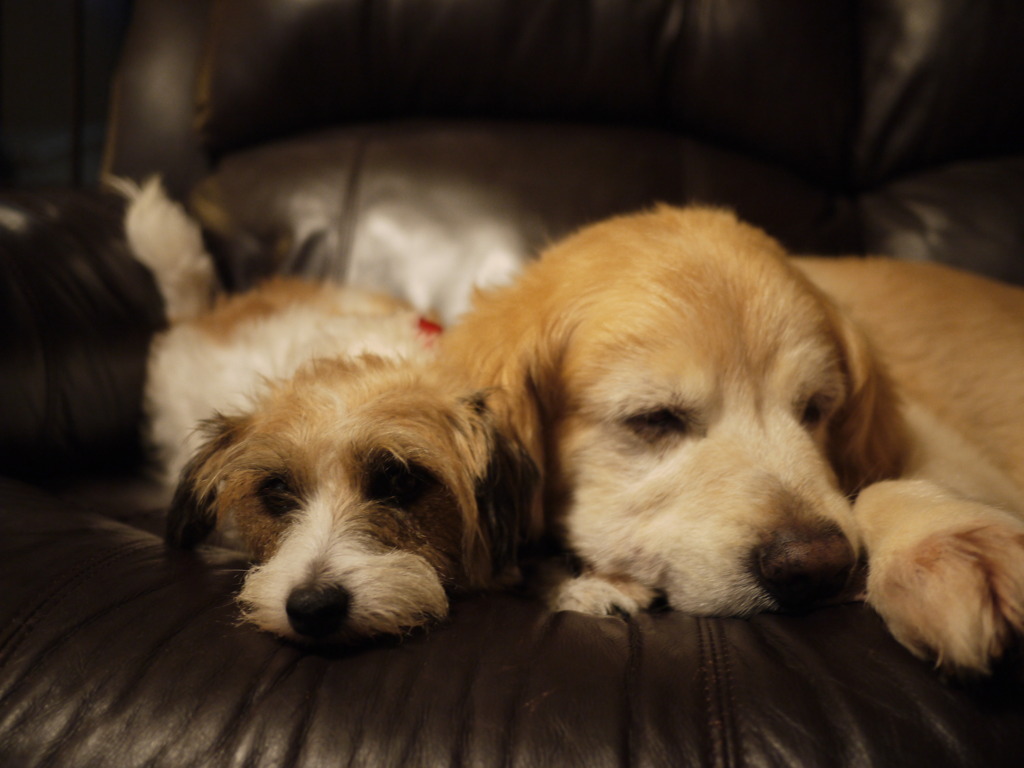 我が家の平和部隊