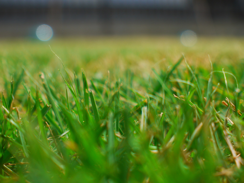 刈った芝生