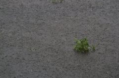 無慈悲な大雨