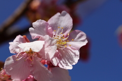 河津桜、晴天のコントラスト
