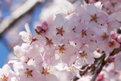 満開の枝垂桜