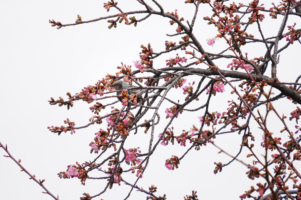 咲き始めた河津桜とヒヨさん