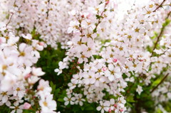 桜色のユキヤナギ