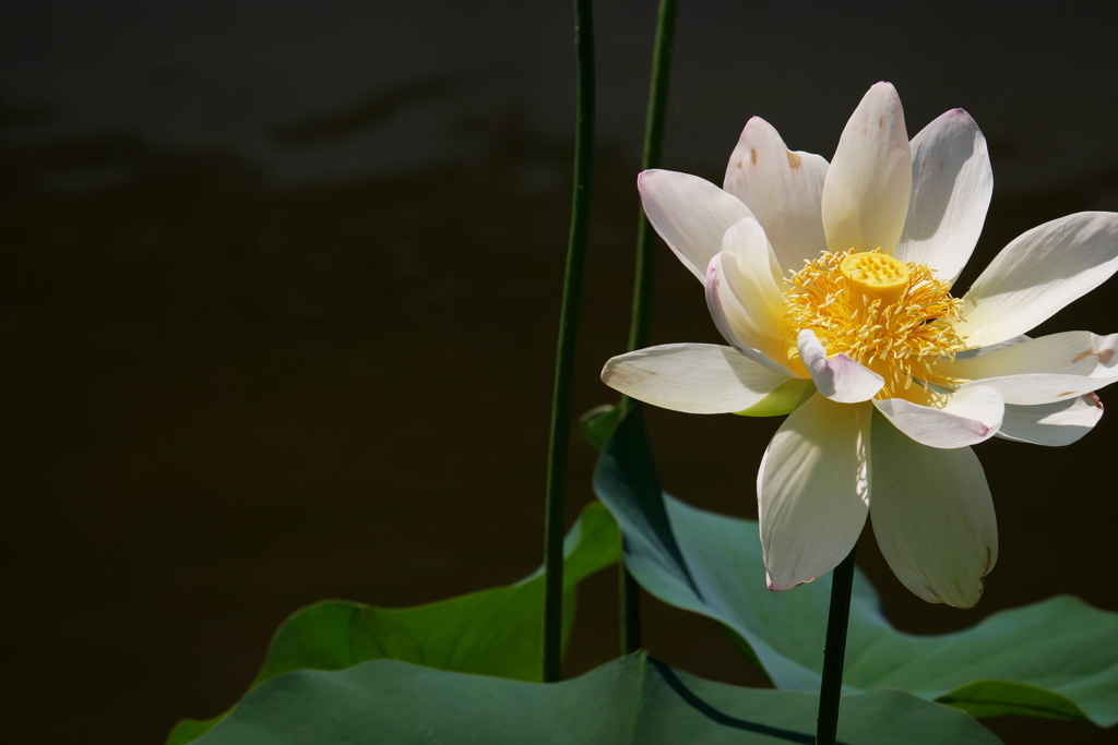 舞妃蓮も開花