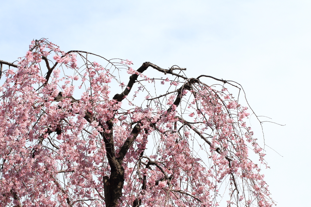 神社の枝垂桜