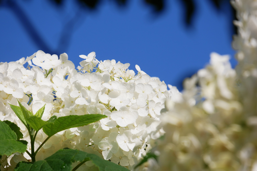 白い紫陽花