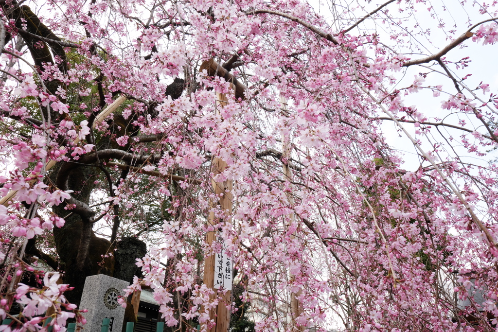 神社の枝垂桜