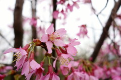 近所の寒緋桜