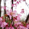 近所の寒緋桜